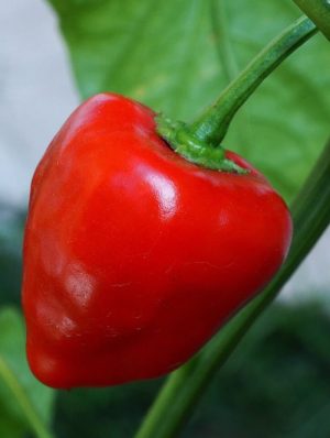 Peppadew Chutney
